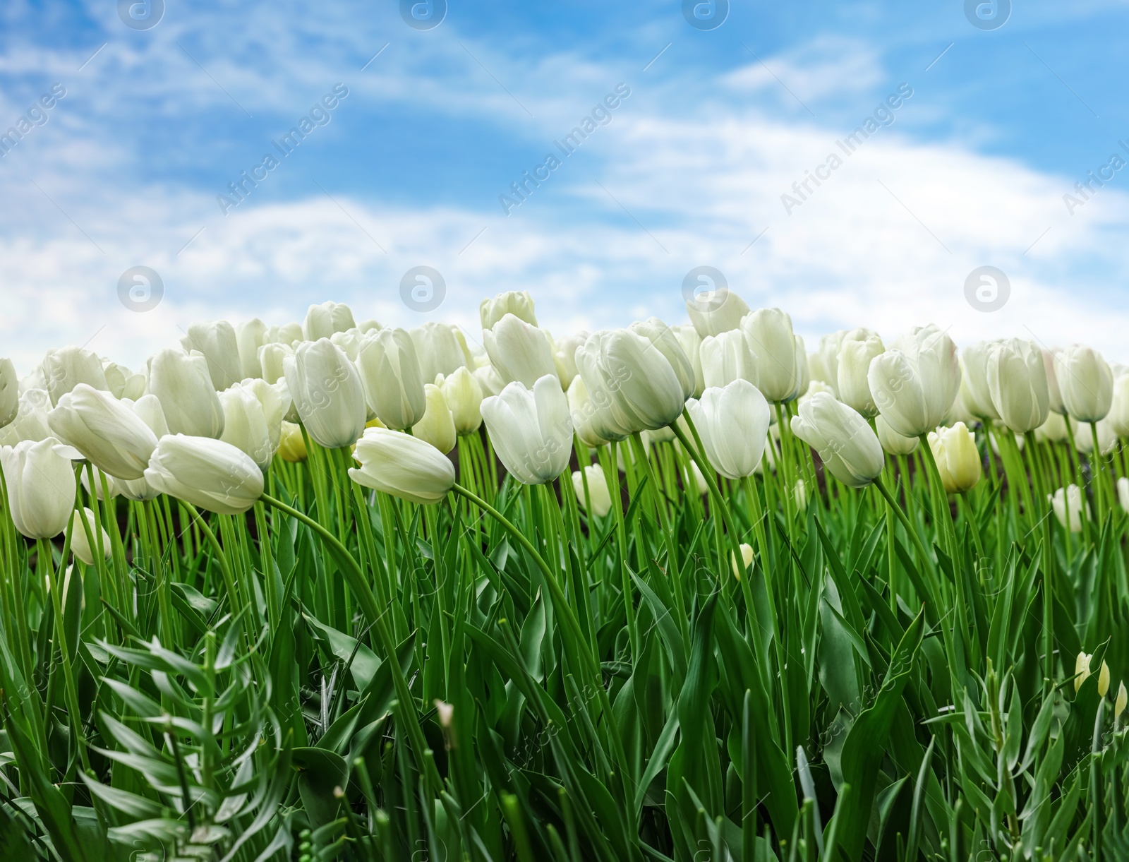 Image of Beautiful white tulips under blue sky. Spring flowers