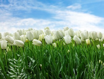 Image of Beautiful white tulips under blue sky. Spring flowers