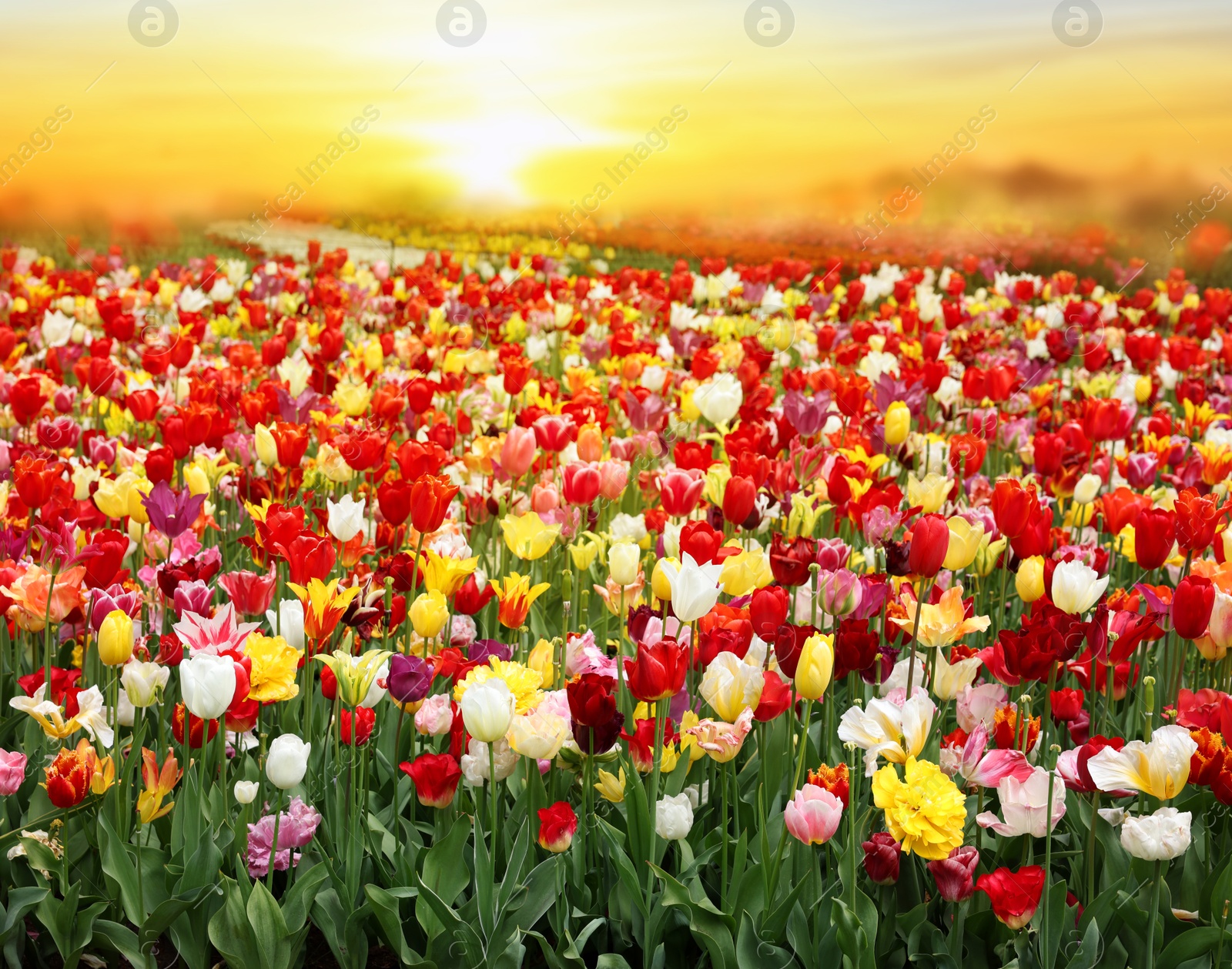 Image of Field of beautiful tulips growing at sunrise. Spring flowers