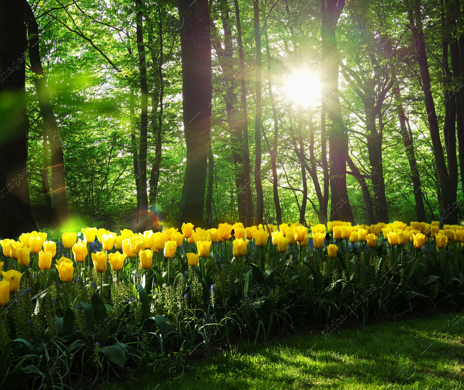 Image of Beautiful yellow tulips and trees in morning. Spring flowers