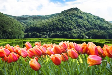 Image of Beautiful tulips and mountains in morning. Spring flowers