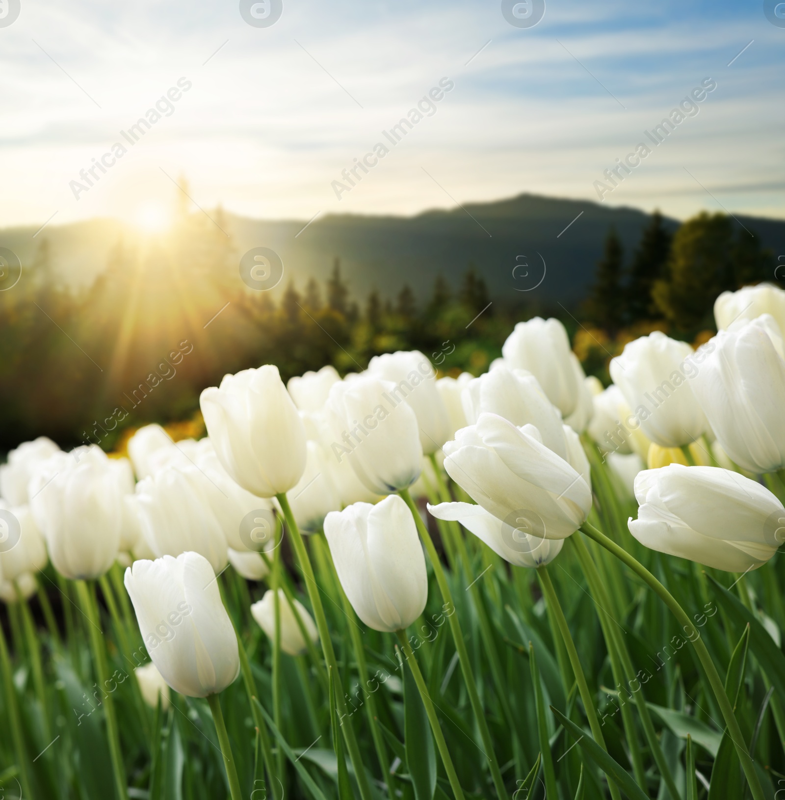 Image of Beautiful white tulips and mountains in morning. Spring flowers