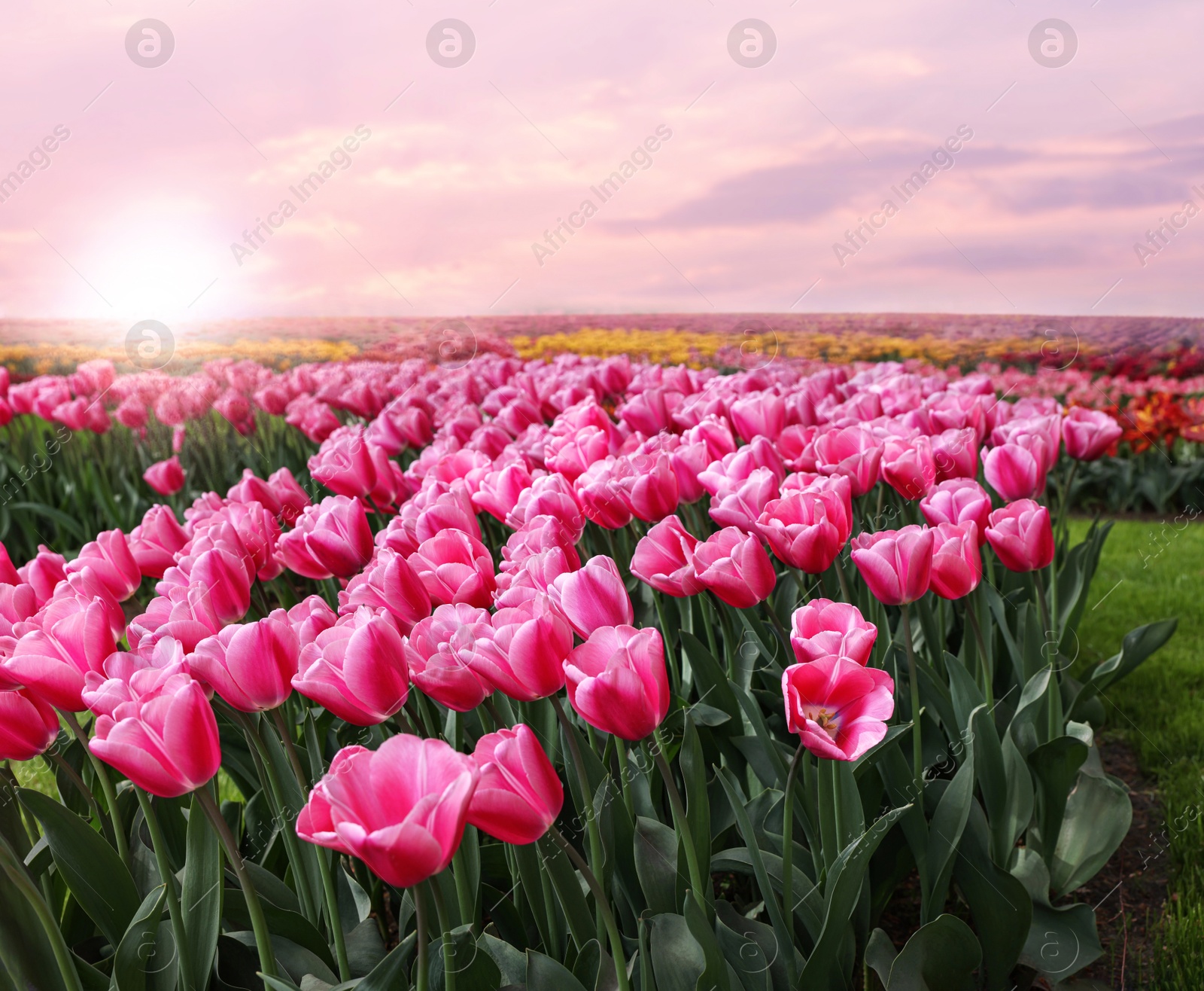 Image of Field of beautiful tulips growing at sunrise. Spring flowers