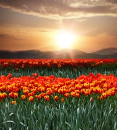 Image of Field of beautiful tulips and mountains in morning. Spring flowers