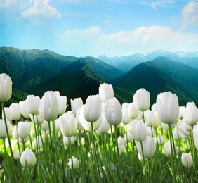 Image of Beautiful white tulips and mountains in morning. Spring flowers