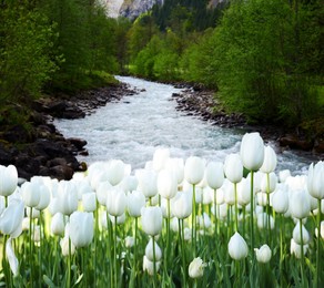 Image of Beautiful white tulips and mountain river. Spring flowers