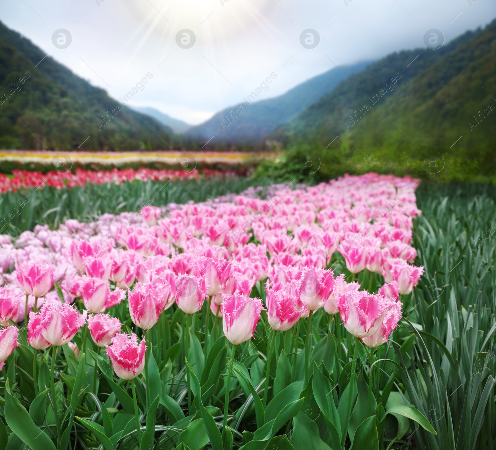 Image of Field of beautiful tulips and mountains in morning. Spring flowers