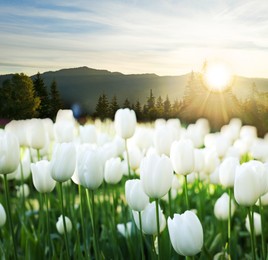 Image of Field of beautiful white tulips and mountains in morning. Spring flowers