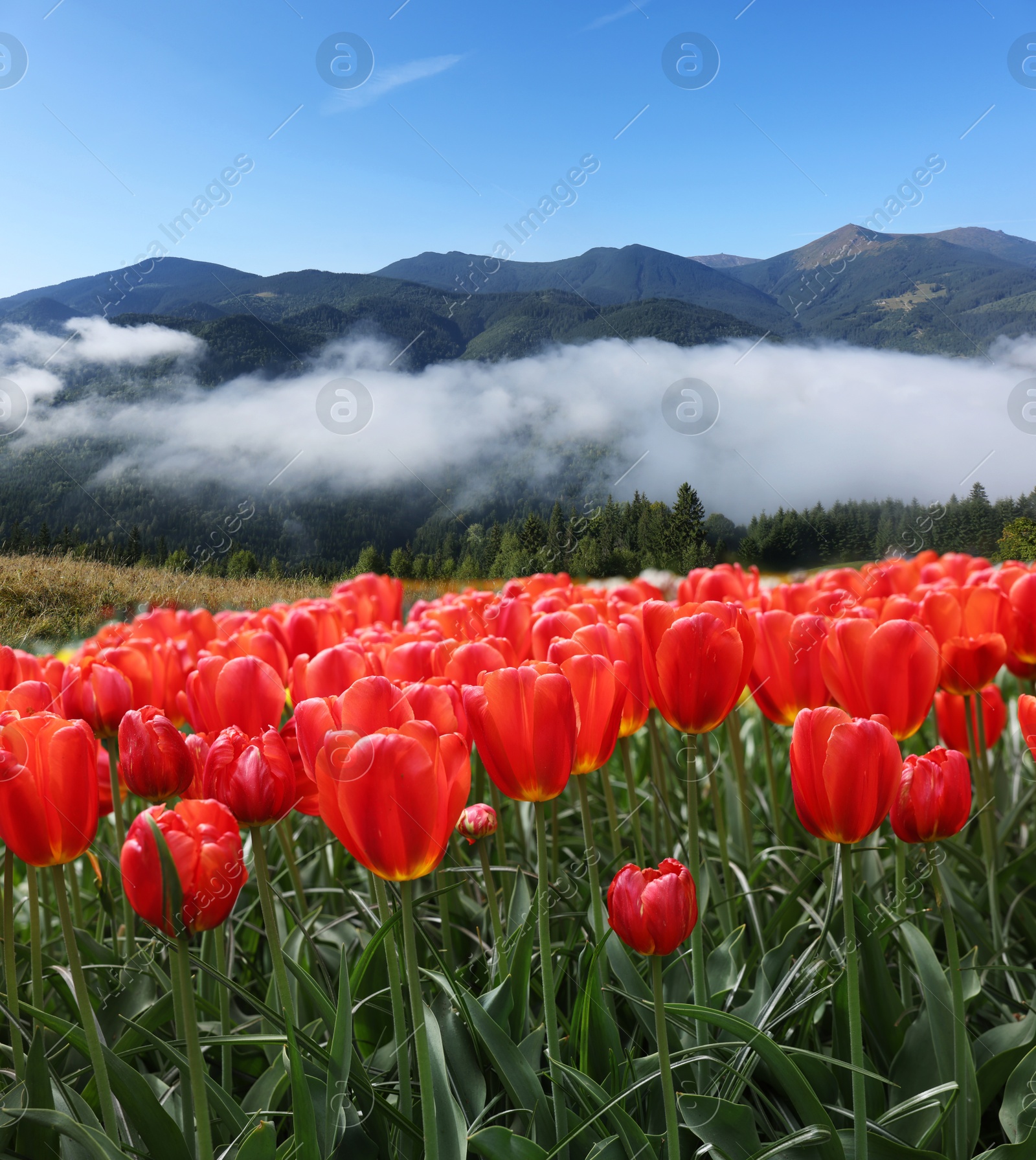 Image of Beautiful red tulips and mountains in morning. Spring flowers