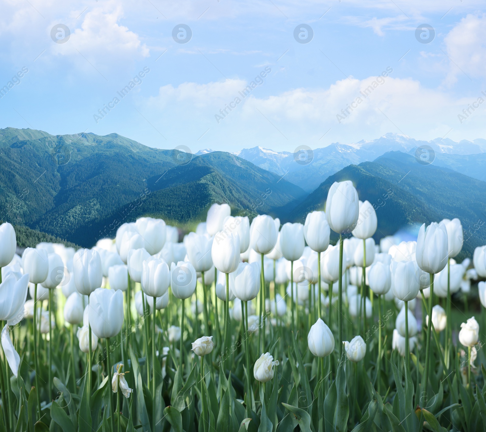 Image of Beautiful white tulips and mountains in morning. Spring flowers