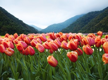 Image of Field of beautiful tulips and mountains in morning. Spring flowers