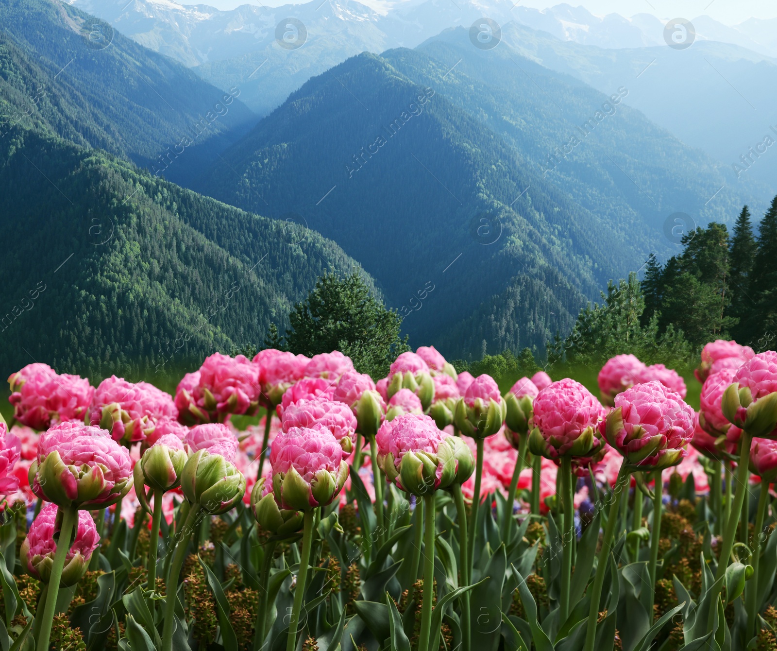 Image of Beautiful pink tulips and mountains in morning. Spring flowers