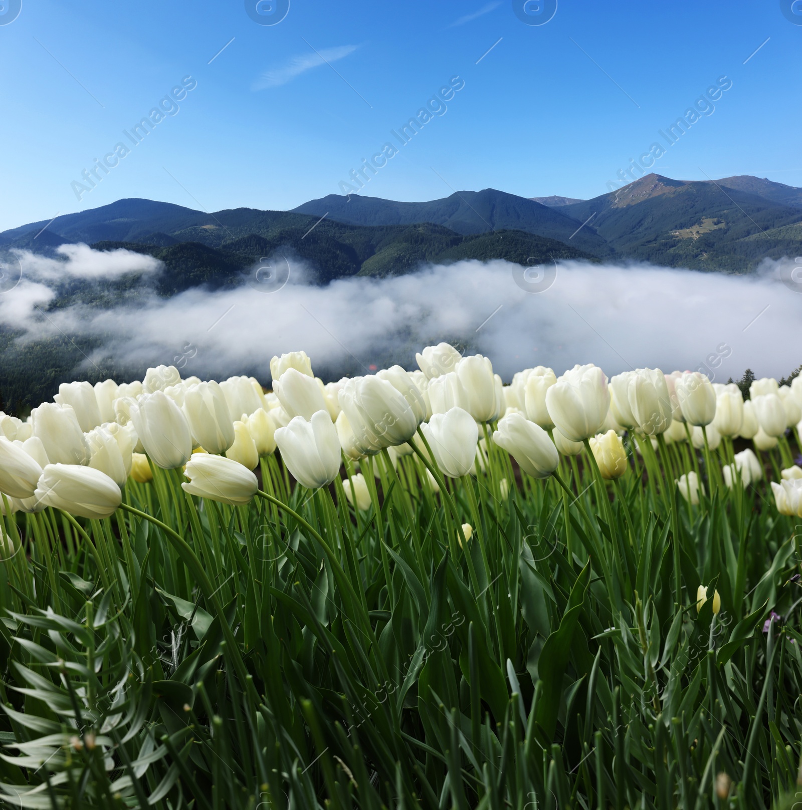 Image of Beautiful white tulips and mountains in morning. Spring flowers