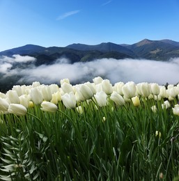 Image of Beautiful white tulips and mountains in morning. Spring flowers