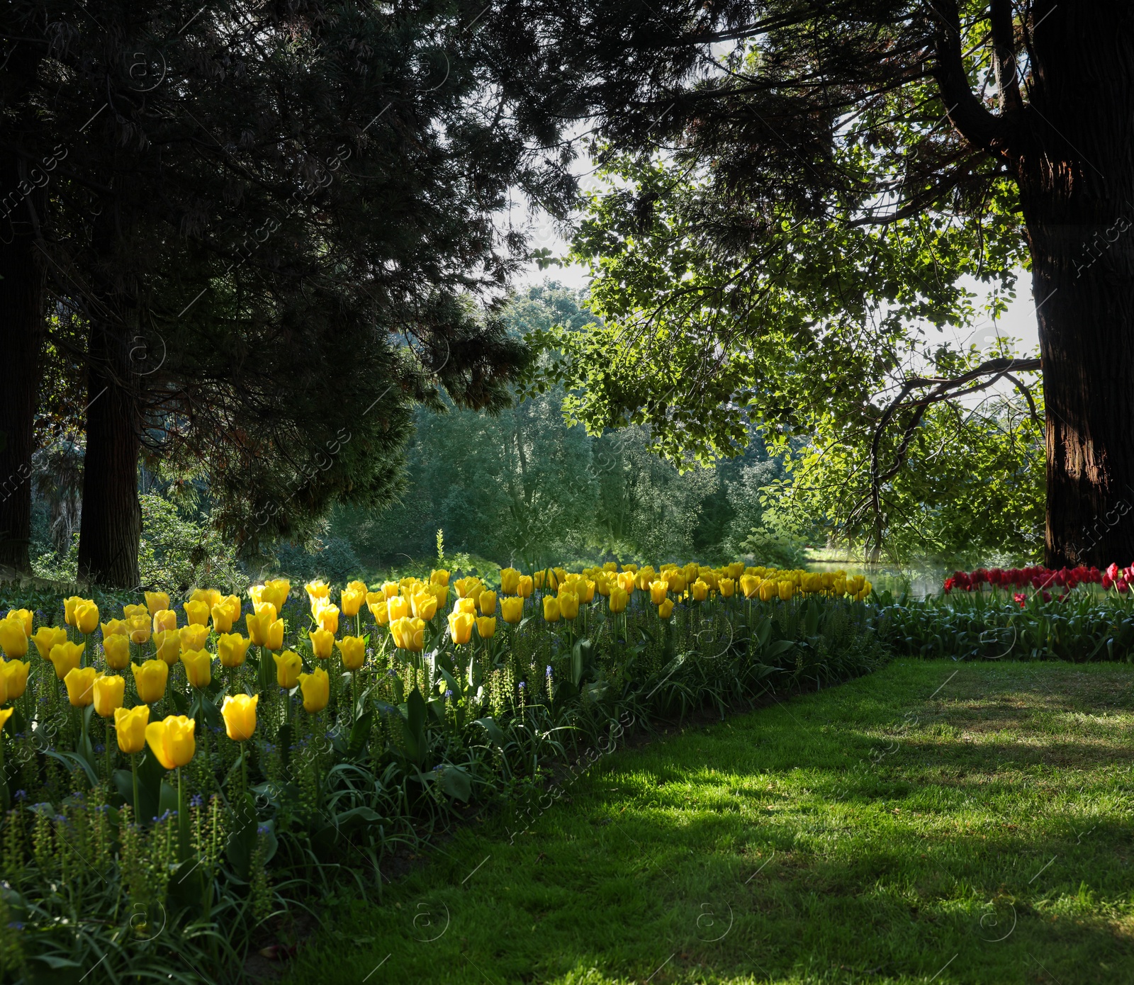 Image of Beautiful tulips and trees in park. Spring flowers