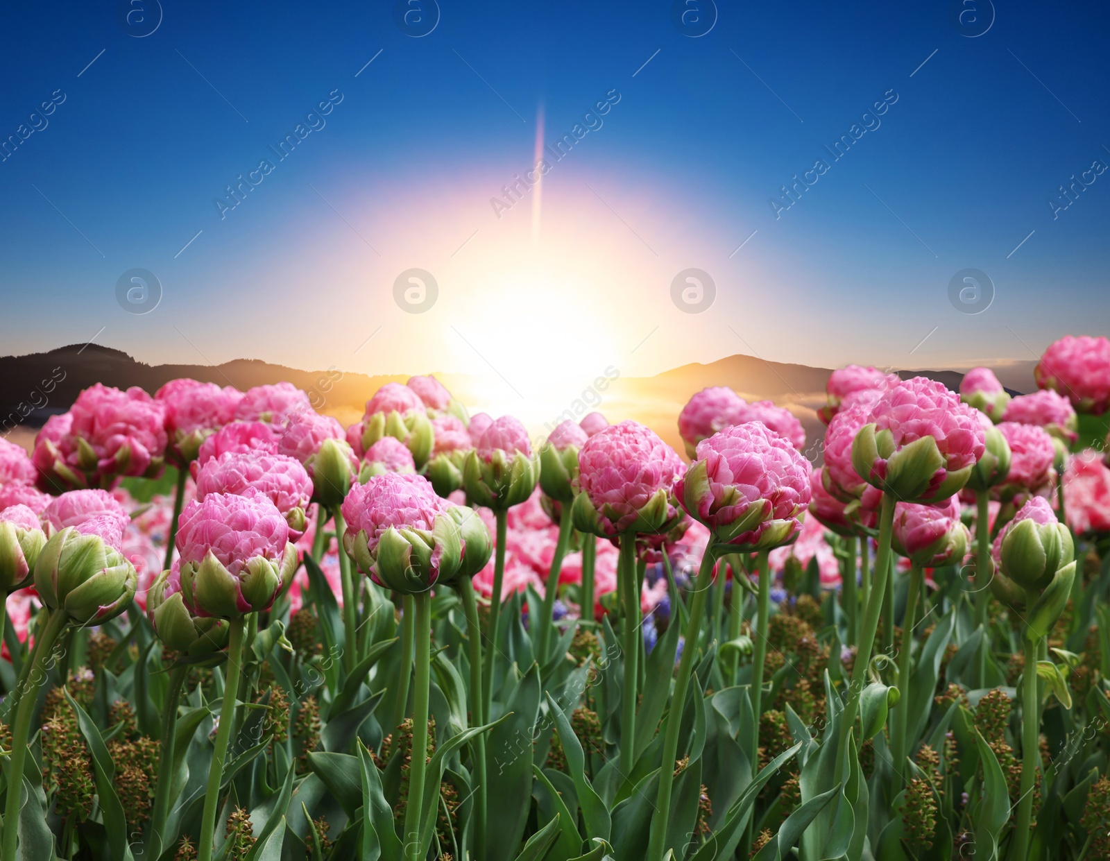 Image of Beautiful pink tulips and mountains in morning. Spring flowers