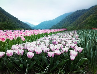 Image of Field of beautiful tulips and mountains in morning. Spring flowers