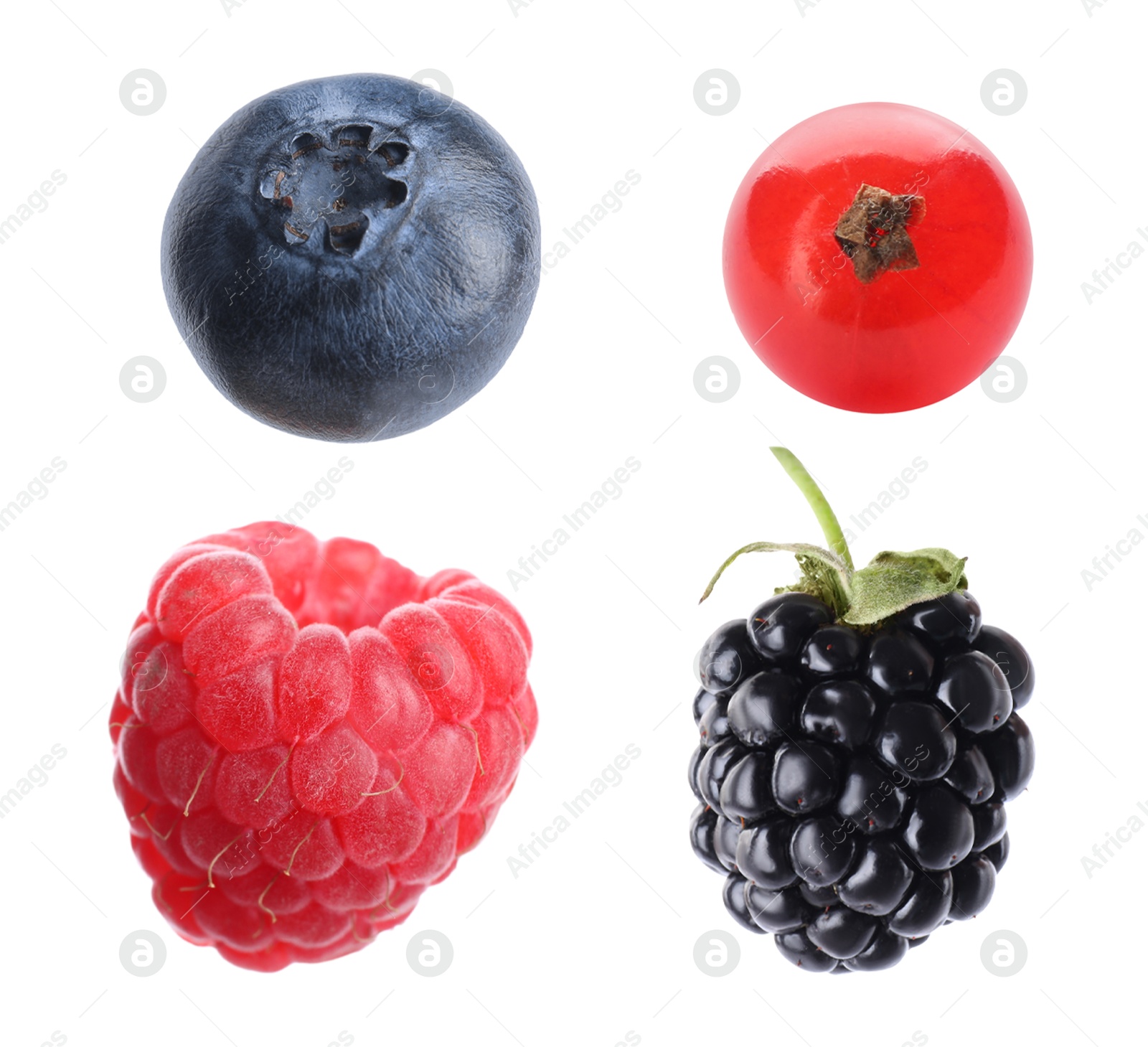 Image of Blueberry, raspberry, blackberry and redcurrant berry isolated on white