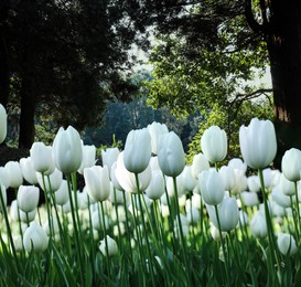 Image of Beautiful white tulips and trees in park. Spring flowers