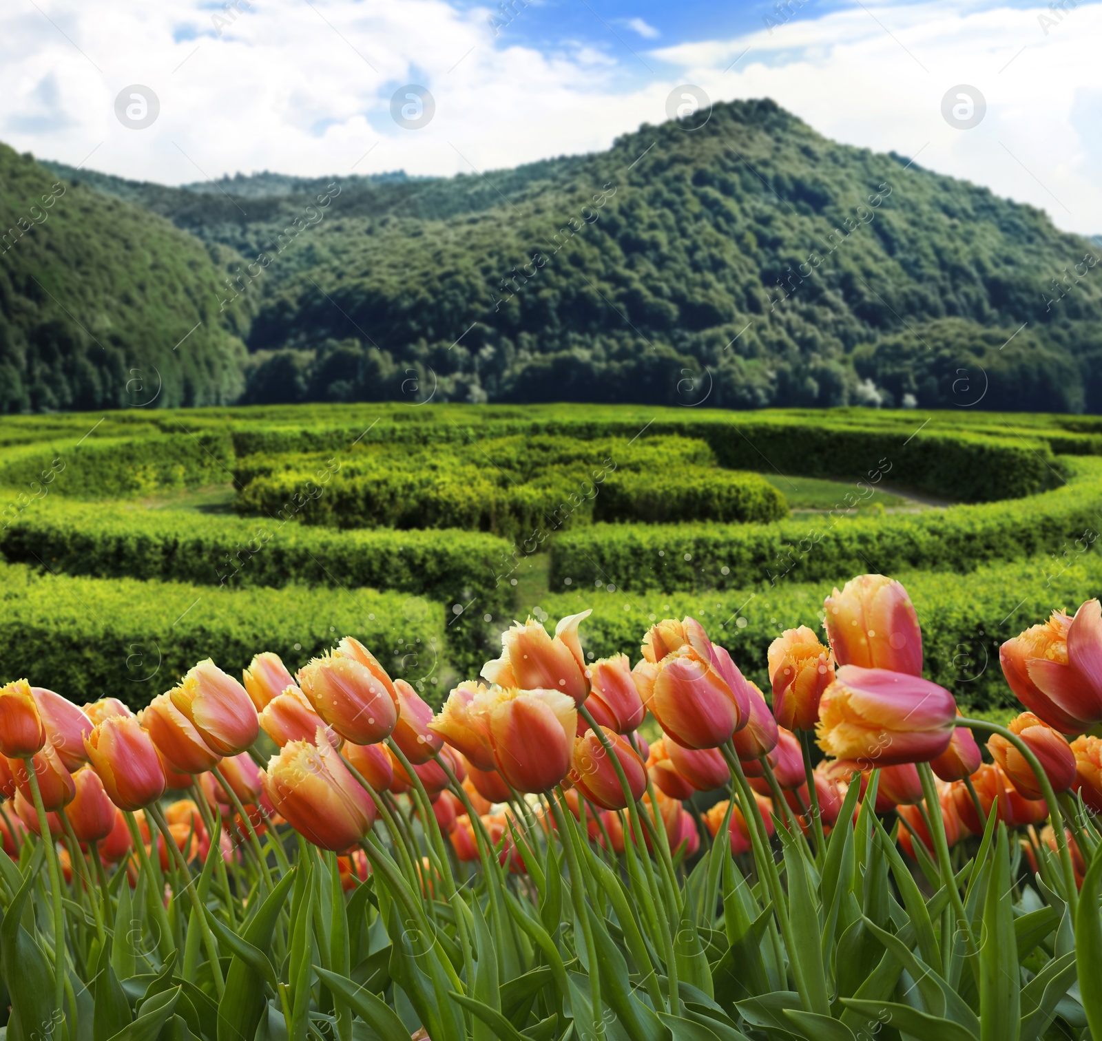 Image of Beautiful tulips and mountains in morning. Spring flowers