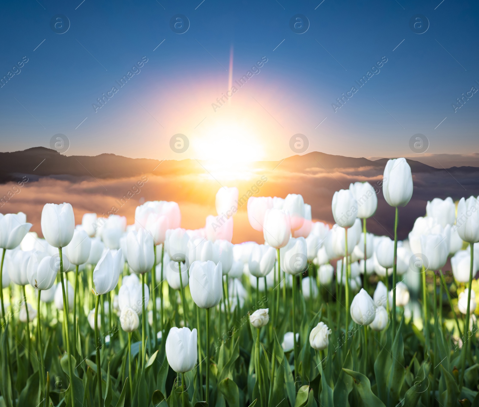 Image of Field of beautiful white tulips and mountains in morning. Spring flowers