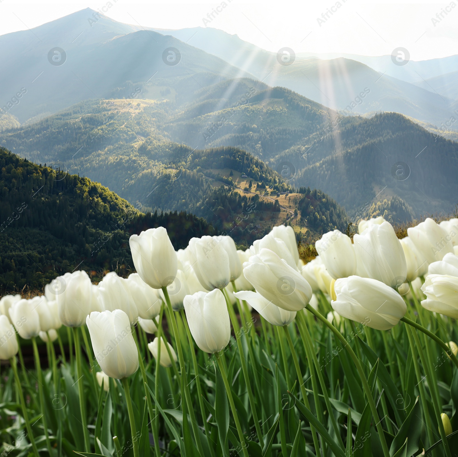 Image of Beautiful white tulips and mountains in morning. Spring flowers