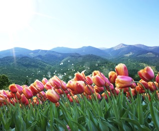 Image of Beautiful tulips and mountains in morning. Spring flowers