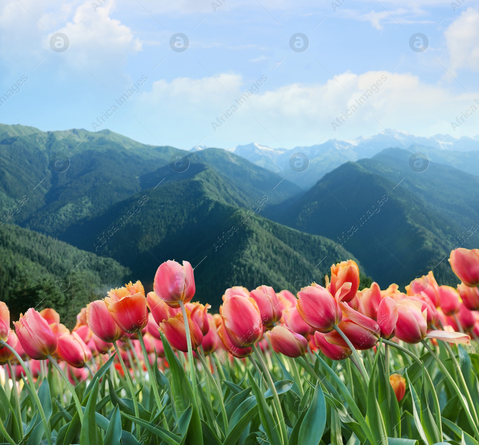 Image of Beautiful tulips and mountains in morning. Spring flowers