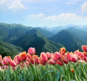 Image of Beautiful tulips and mountains in morning. Spring flowers