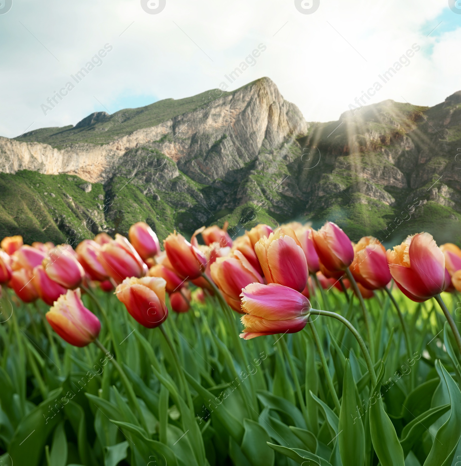 Image of Beautiful tulips and mountains in morning. Spring flowers