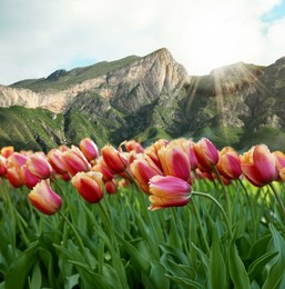 Image of Beautiful tulips and mountains in morning. Spring flowers