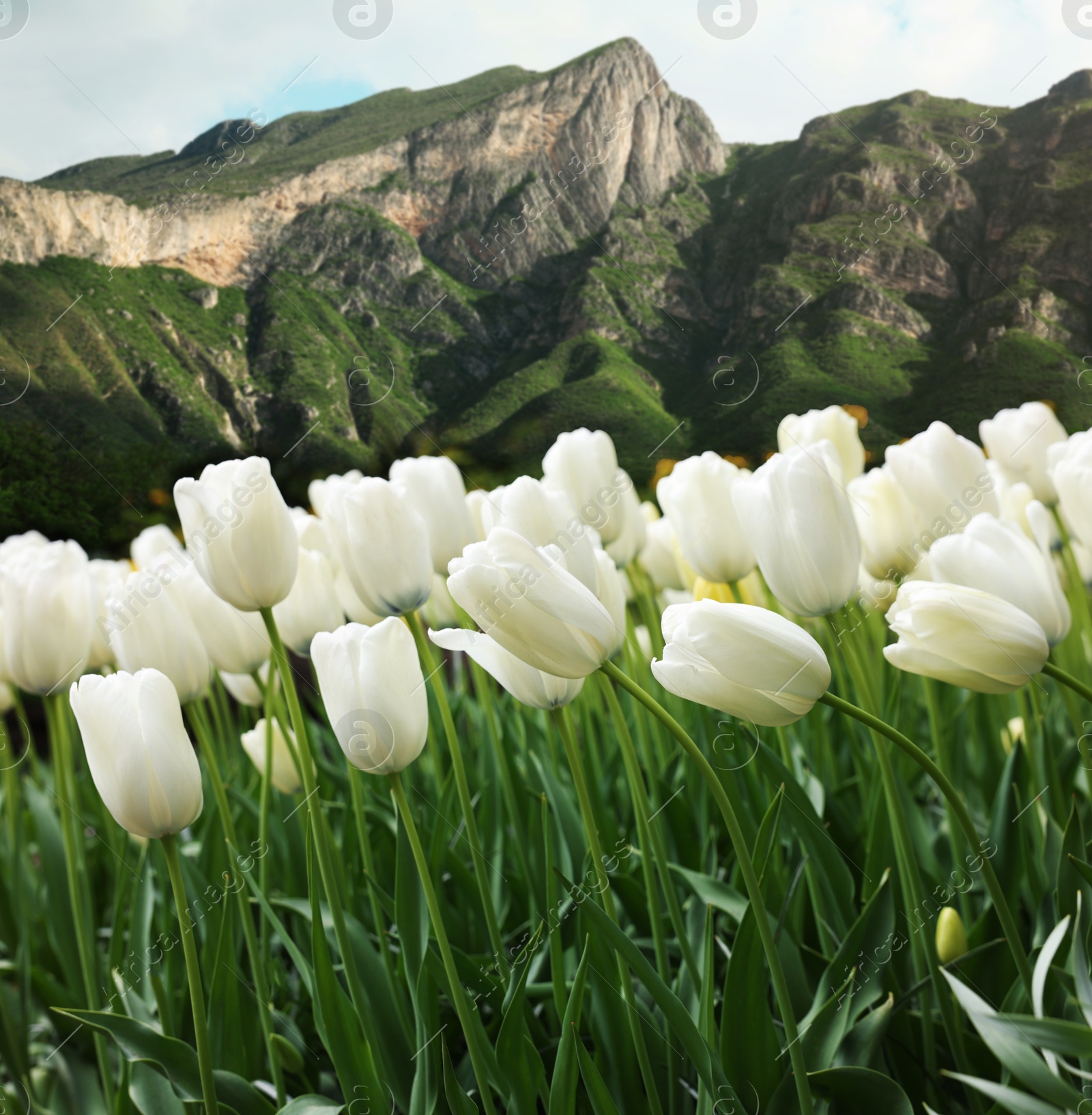 Image of Beautiful white tulips and mountains in morning. Spring flowers