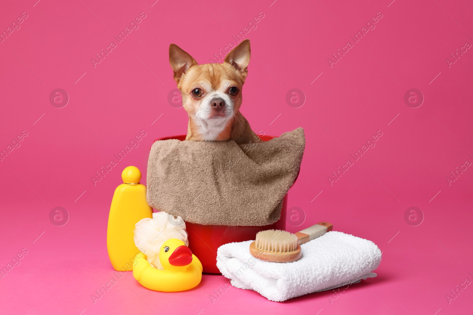 Photo of Cute funny dog in plastic bucket with different accessories for bathing on pink background