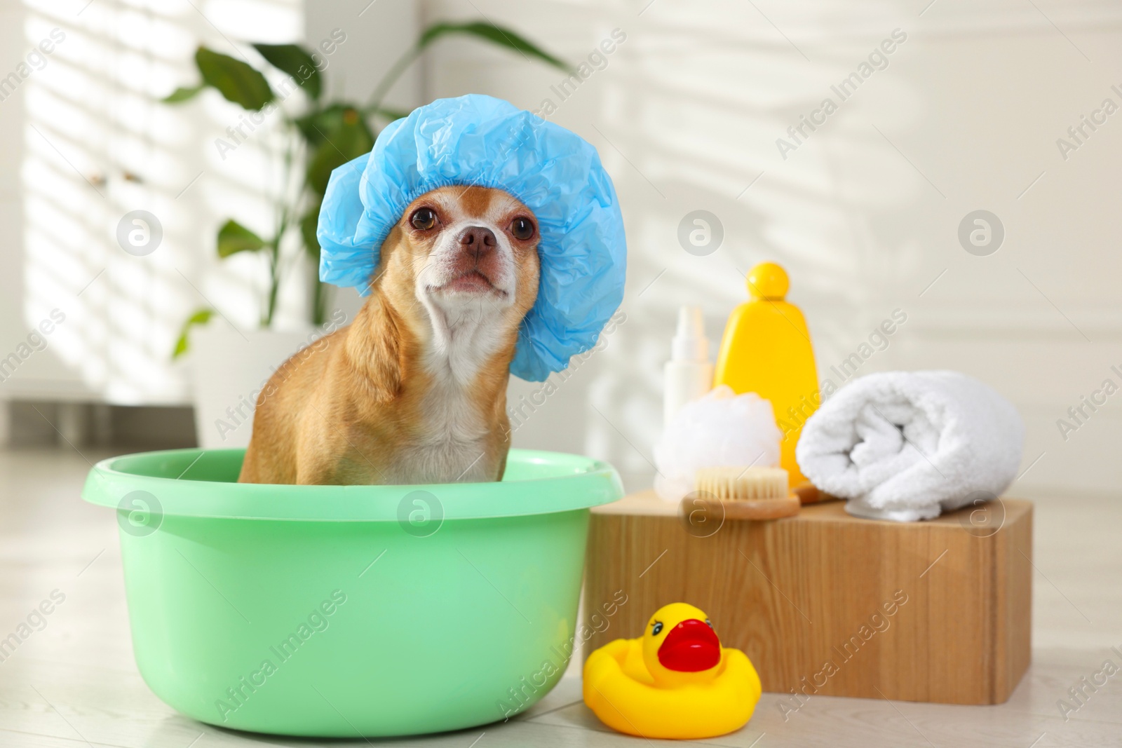 Photo of Cute funny dog with shower cap and different accessories for bathing at home