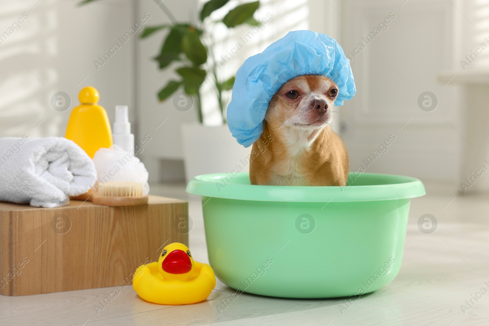 Photo of Cute funny dog with shower cap and different accessories for bathing at home