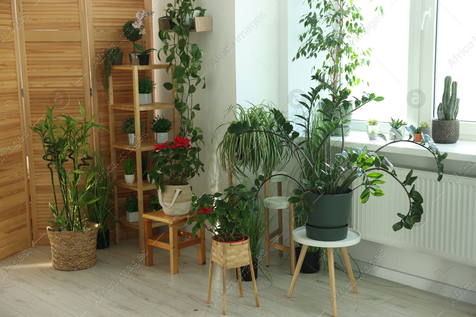 Photo of Many different houseplants in pots at home