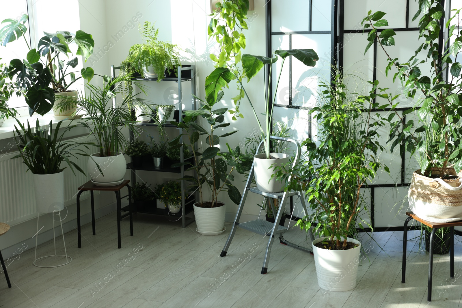 Photo of Many different houseplants in pots at home