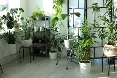 Many different houseplants in pots at home