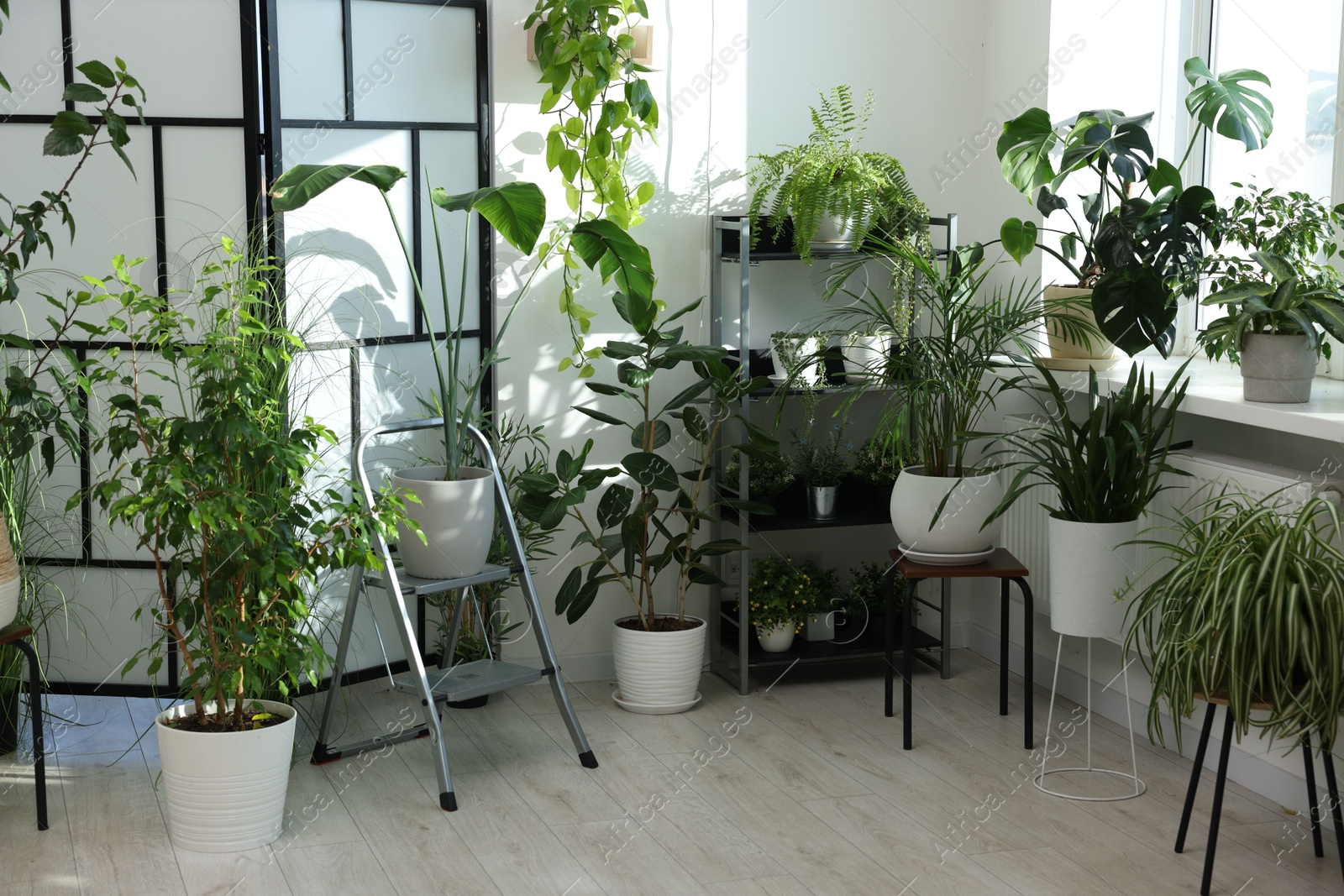 Photo of Many different houseplants in pots at home