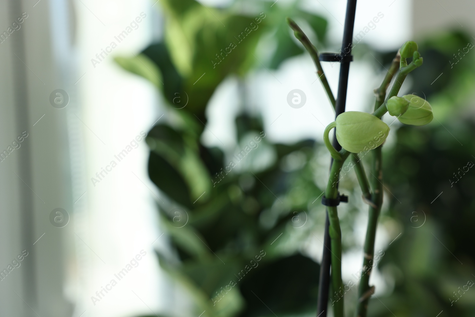 Photo of Beautiful dendrobium plant growing indoors, closeup. Space for text