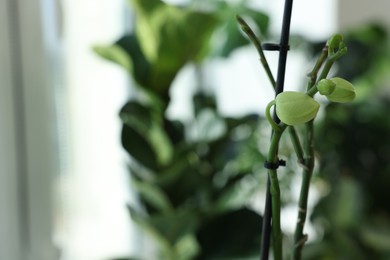 Photo of Beautiful dendrobium plant growing indoors, closeup. Space for text