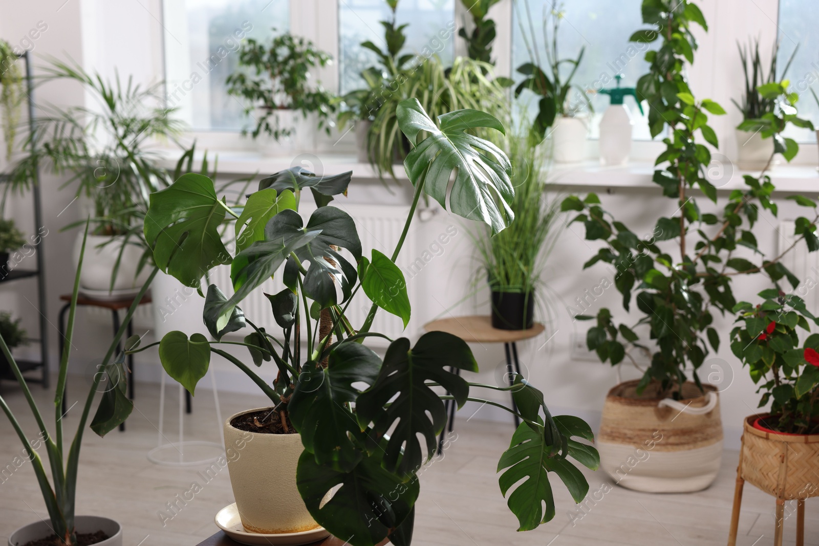 Photo of Many different houseplants in pots at home