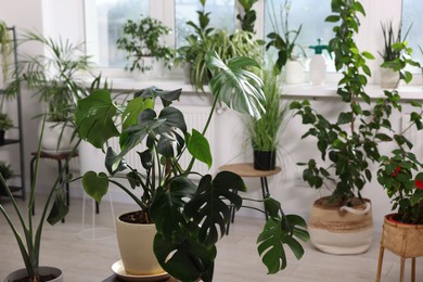 Photo of Many different houseplants in pots at home