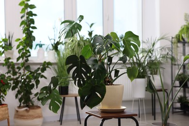 Photo of Many different houseplants in pots at home