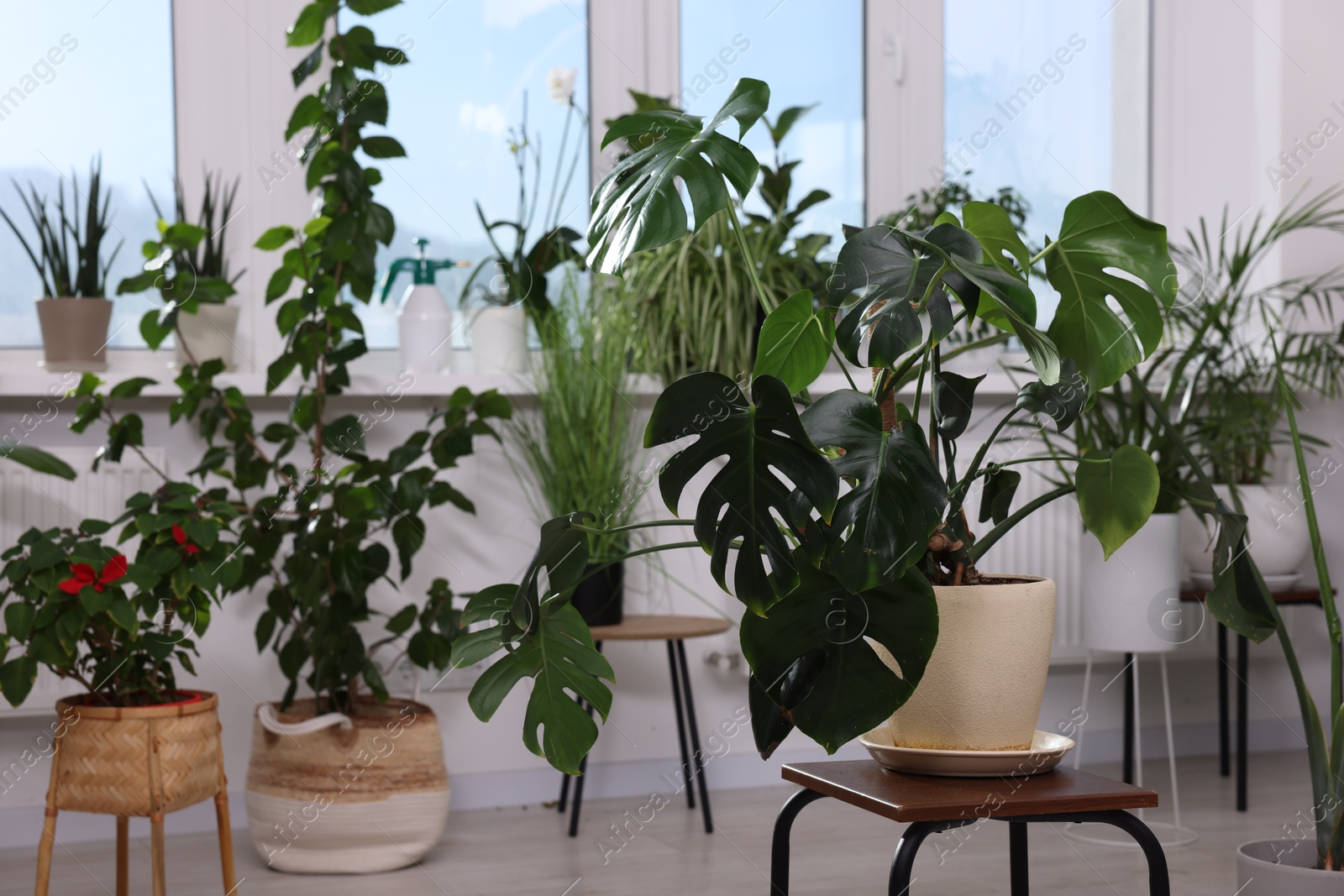 Photo of Many different houseplants in pots at home