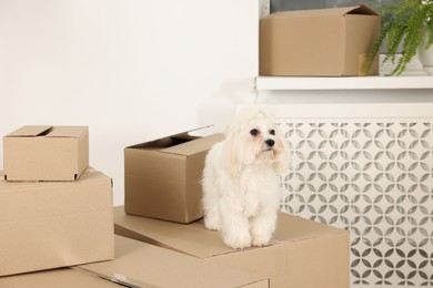 Photo of Moving day. Cute dog and many cardboard boxes indoors