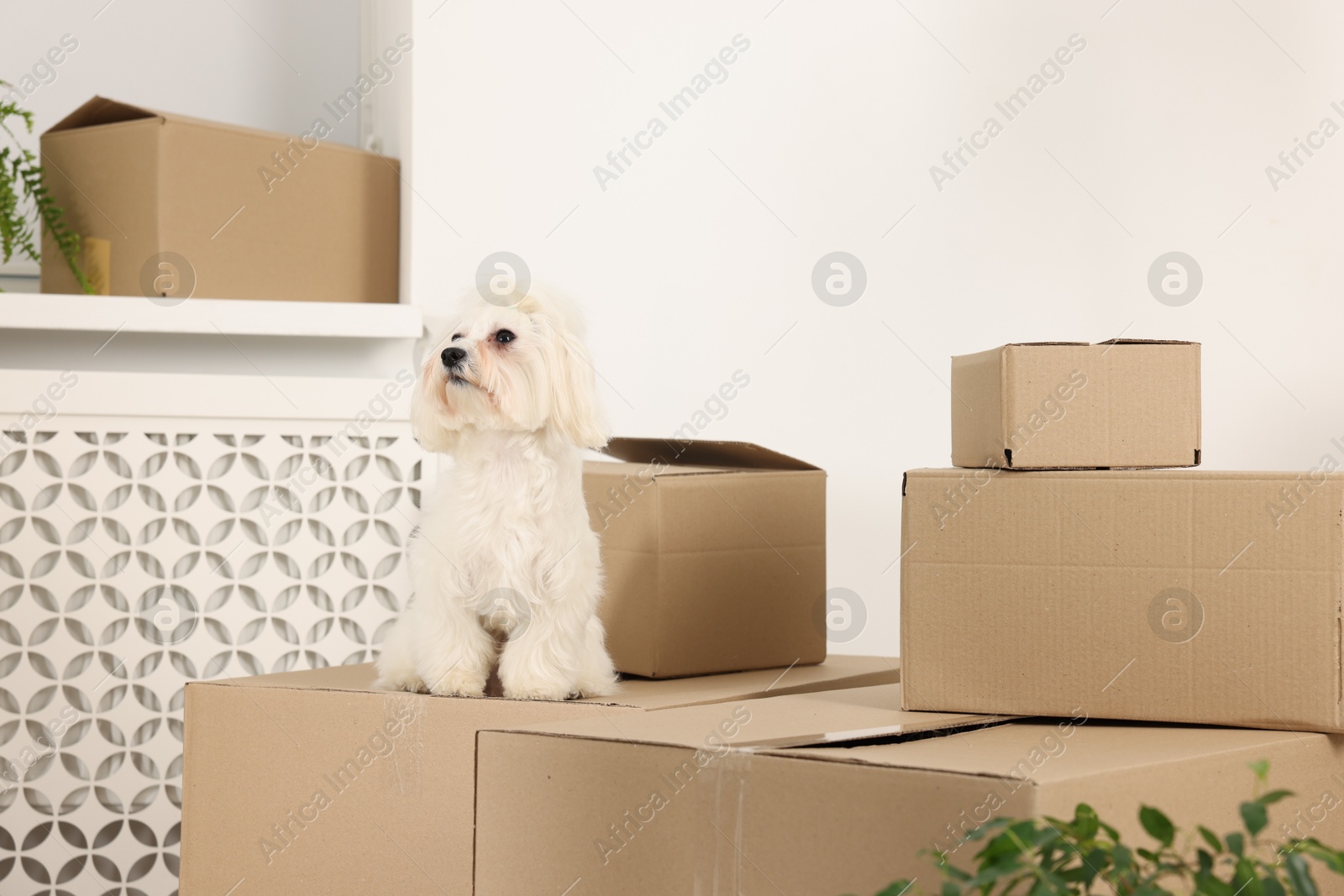 Photo of Moving day. Cute dog and many cardboard boxes indoors