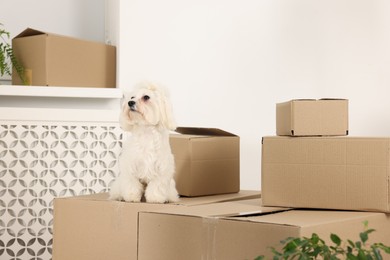 Photo of Moving day. Cute dog and many cardboard boxes indoors