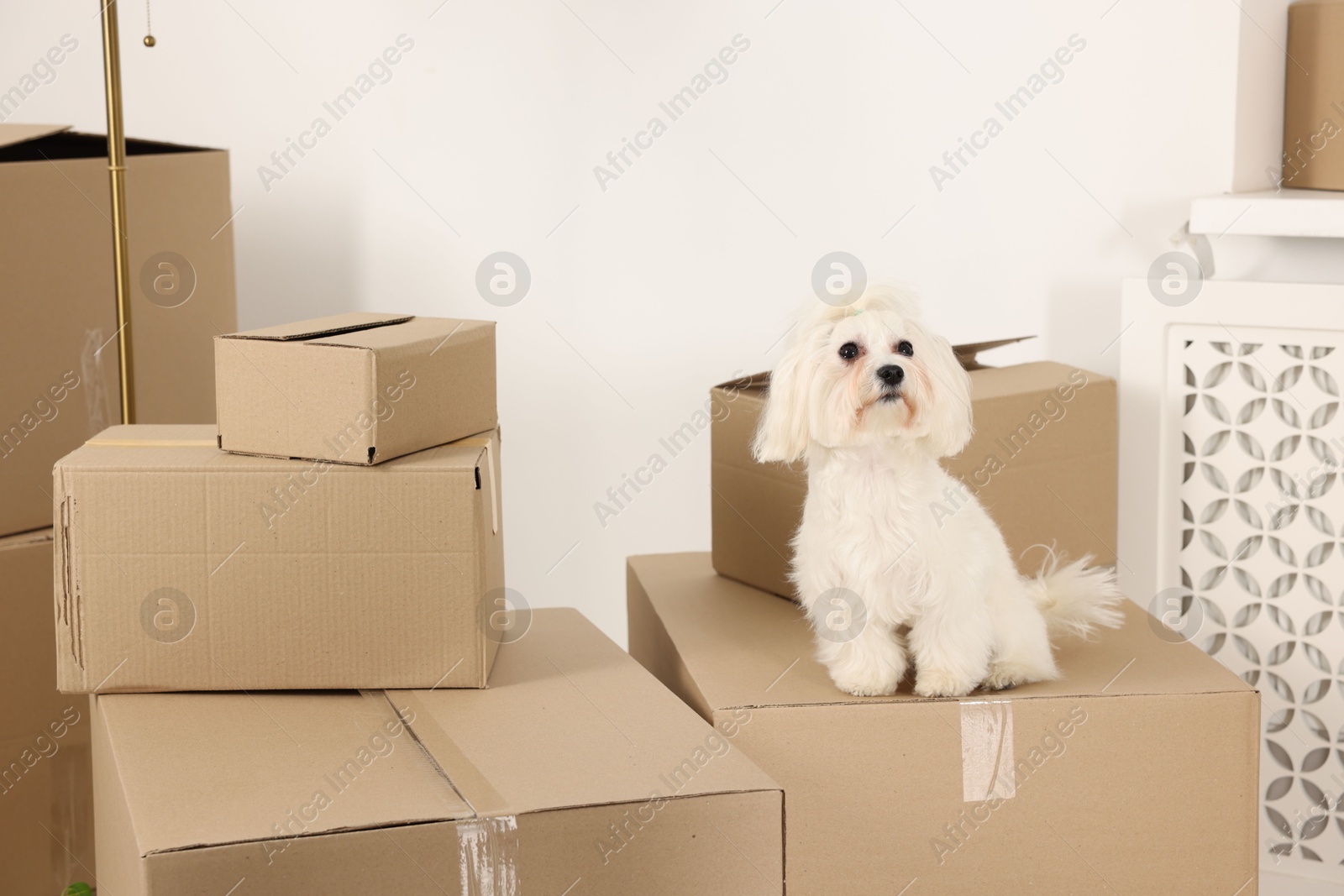 Photo of Moving day. Cute dog and many cardboard boxes indoors