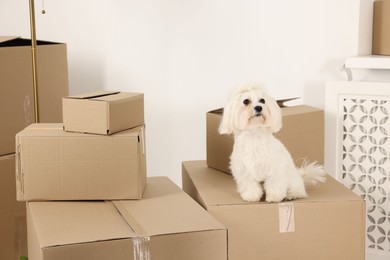 Photo of Moving day. Cute dog and many cardboard boxes indoors